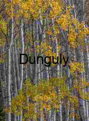 Golden Aspen Leaves Among White Trunks in Autumn Forest