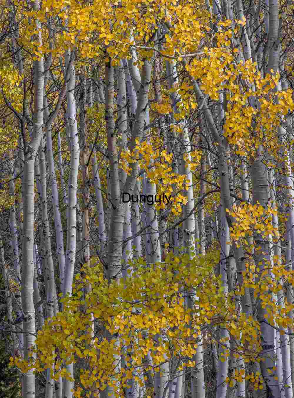 Golden Aspen Leaves Among White Trunks in Autumn Forest