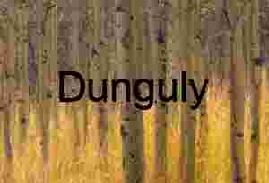 Aspen Grove with Golden Grass and Carved Bark in Autumn Light