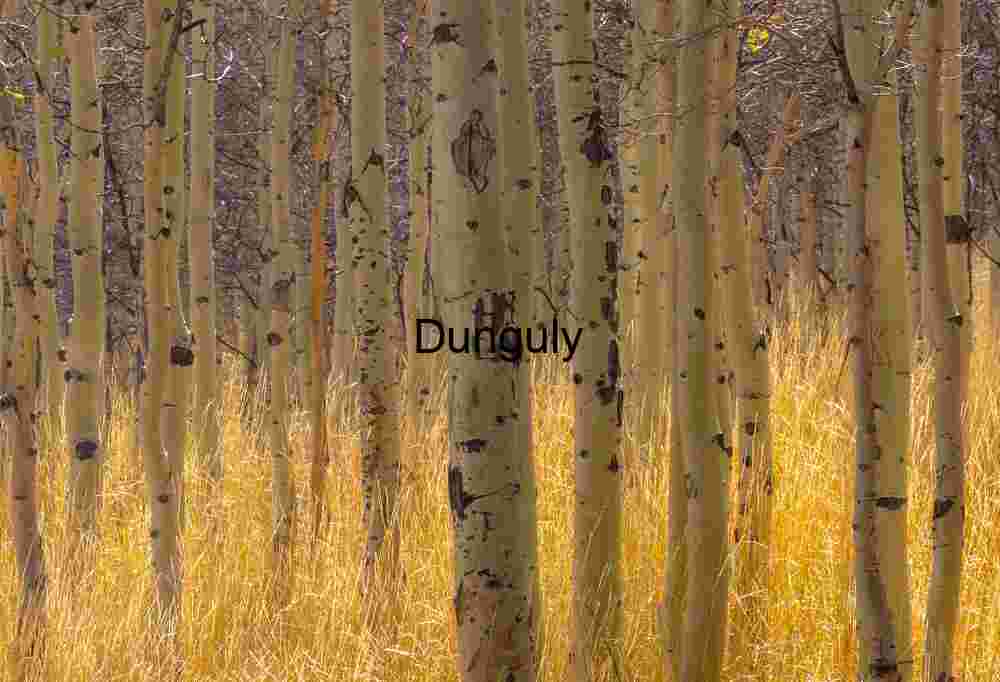 Aspen Grove with Golden Grass and Carved Bark in Autumn Light