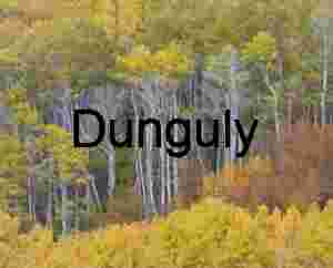 White‑Barked Trees Amid Vibrant Autumn Forest Canopy