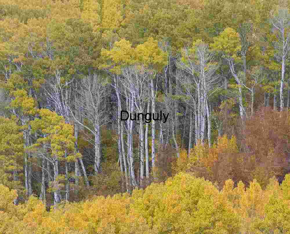 White‑Barked Trees Amid Vibrant Autumn Forest Canopy