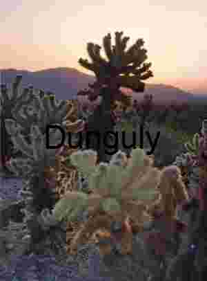 Desert Glow: Cholla Cacti at Sunset with Mountain Silhouettes