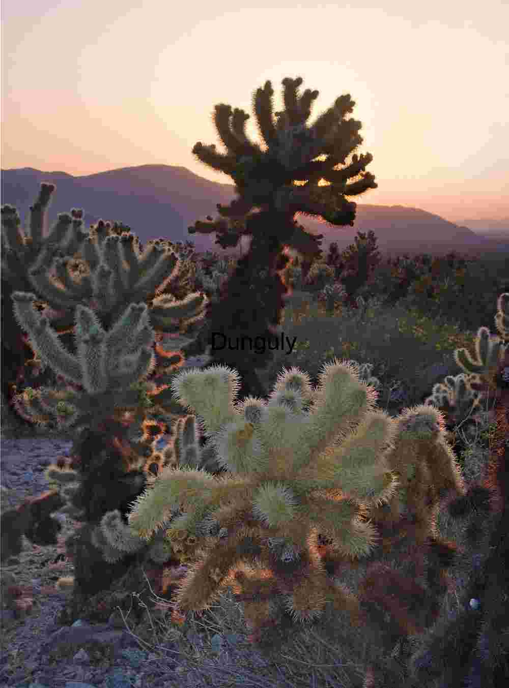 Desert Glow: Cholla Cacti at Sunset with Mountain Silhouettes