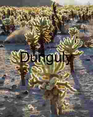 Golden Glow of Cholla Cactus in Joshua Tree National Park