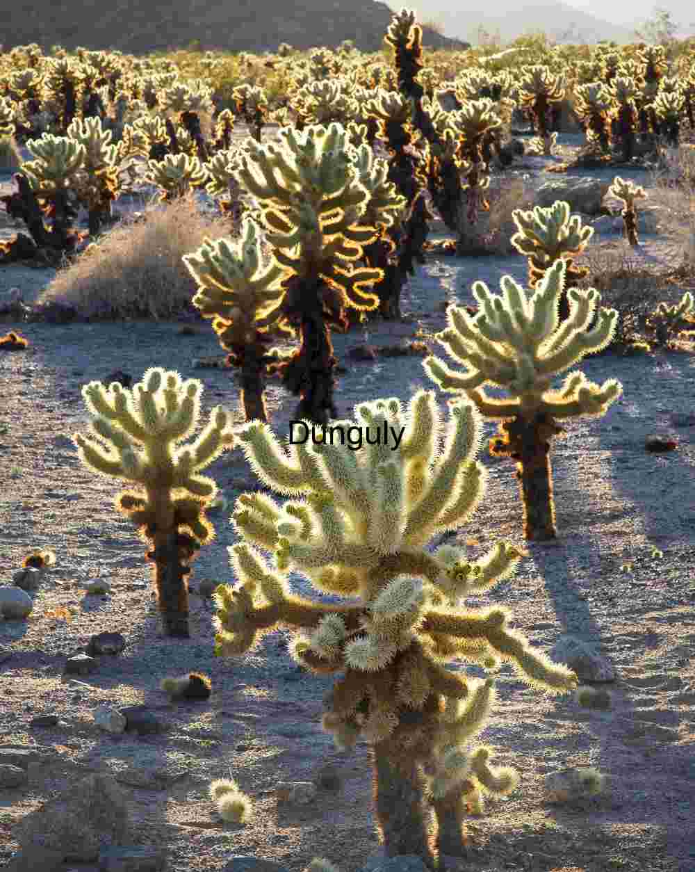 Golden Glow of Cholla Cactus in Joshua Tree National Park