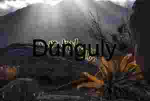 Desert Landscape with Cholla Cactus and Sun Rays