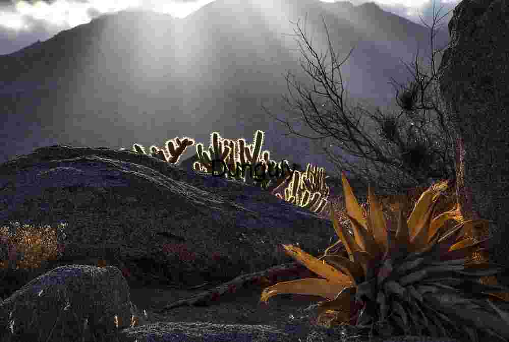 Desert Landscape with Cholla Cactus and Sun Rays
