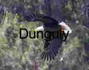 Wings of Resolve: Bald Eagle Over Forest Canopy