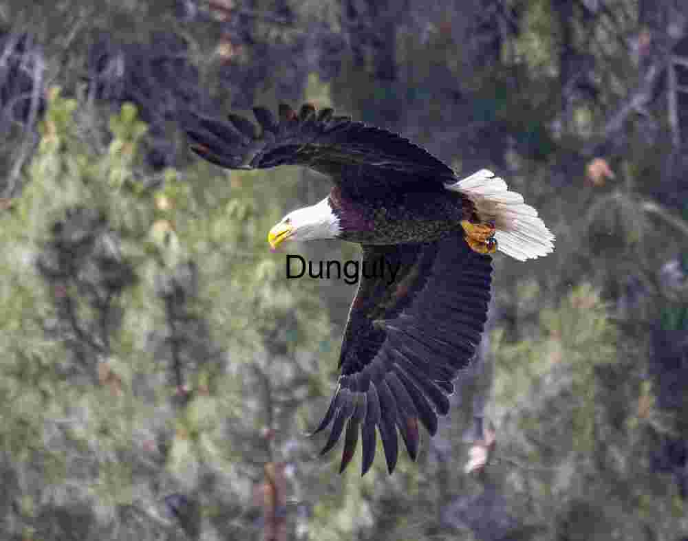 Wings of Resolve: Bald Eagle Over Forest Canopy