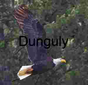 Symbol in Flight: Bald Eagle Over Verdant Canopy