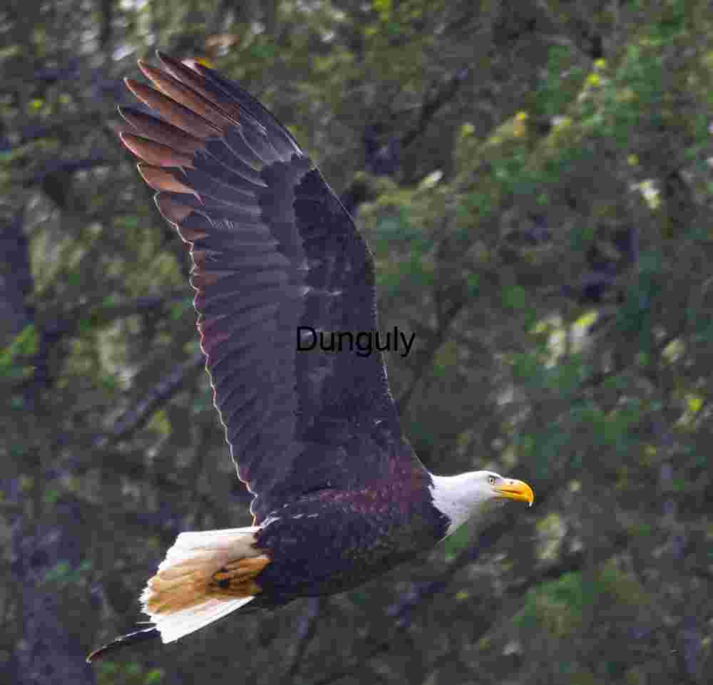 Symbol in Flight: Bald Eagle Over Verdant Canopy