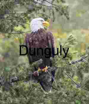 Sentinel of the Canopy: Bald Eagle in Quiet Vigil