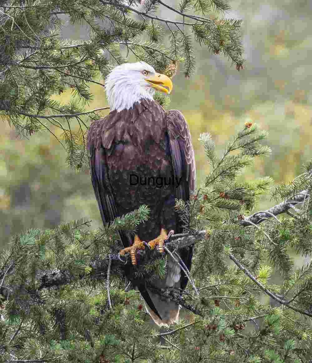 Sentinel of the Canopy: Bald Eagle in Quiet Vigil