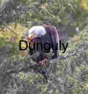 Moment of Pause: Bald Eagle in Pine Canopy
