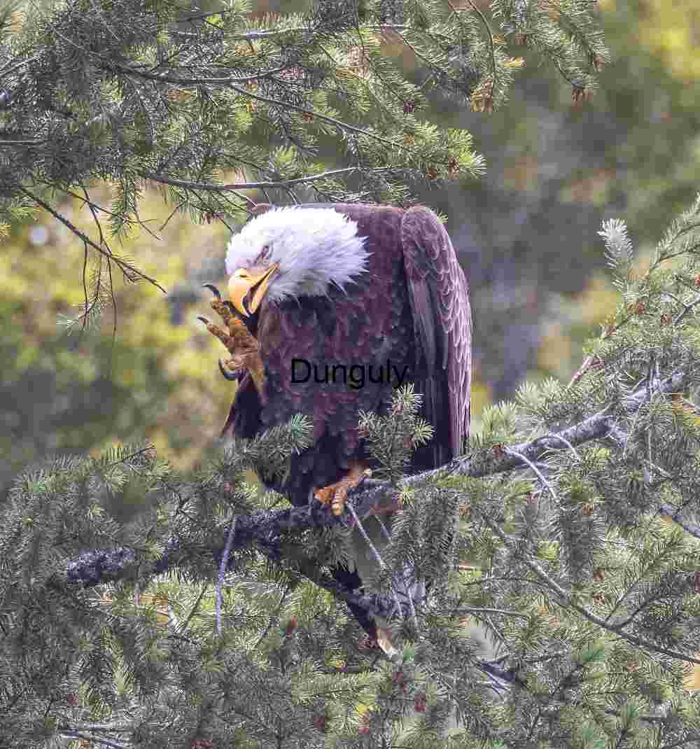 Moment of Pause: Bald Eagle in Pine Canopy