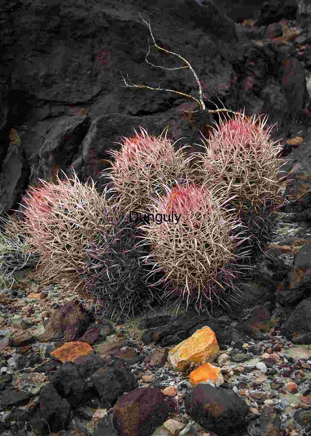 Barrel Cacti Growing Among Volcanic Rocks in Harsh Desert Terrain