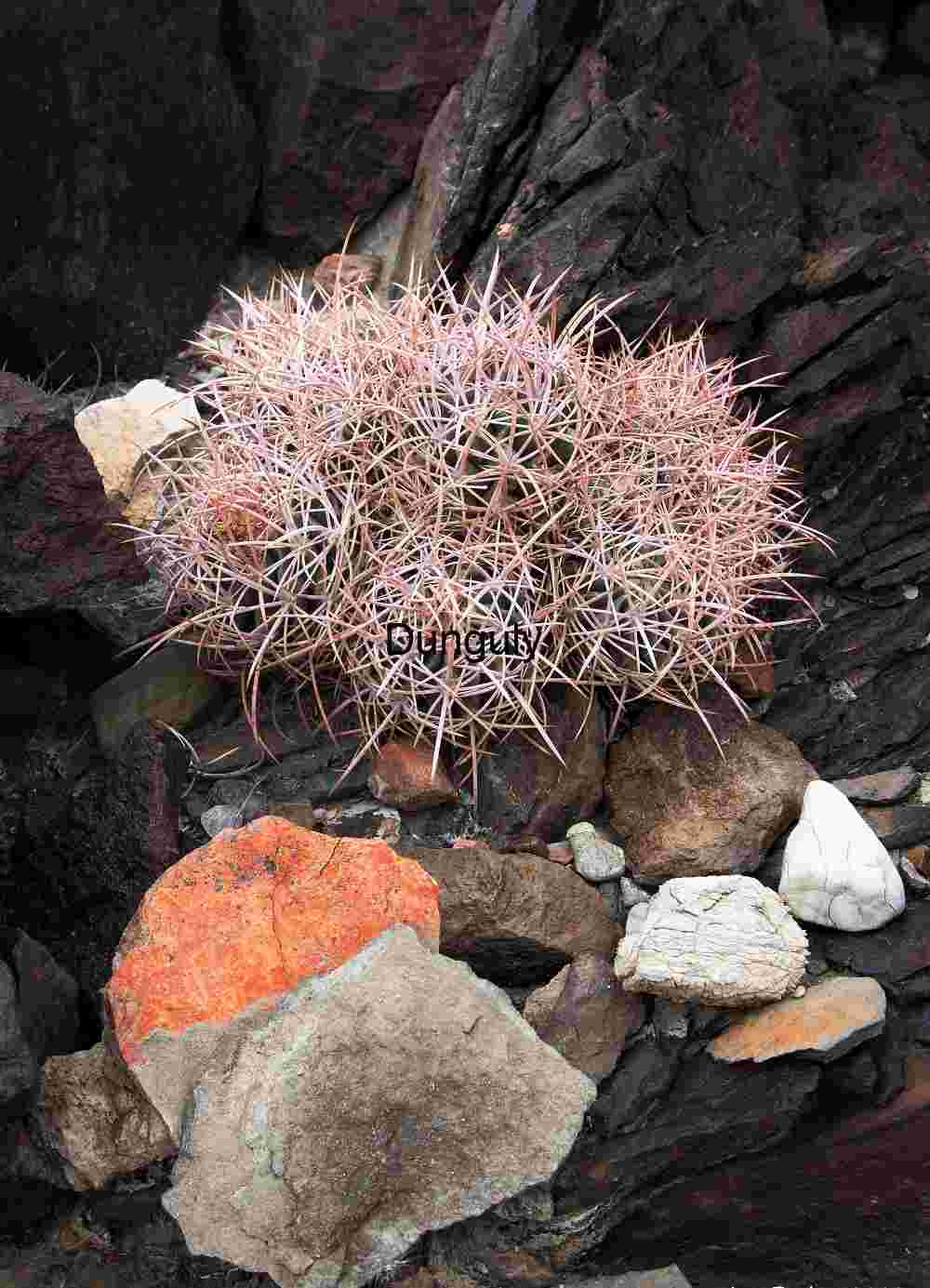 Round Desert Cactus Cluster with Red Spines and Rocky Ground
