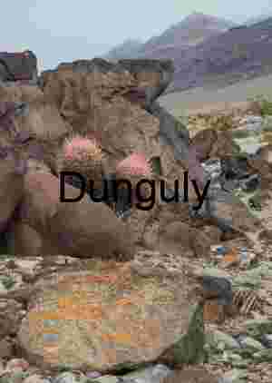 Volcanic Rock Landscape with Resilient Barrel Cactus Growth