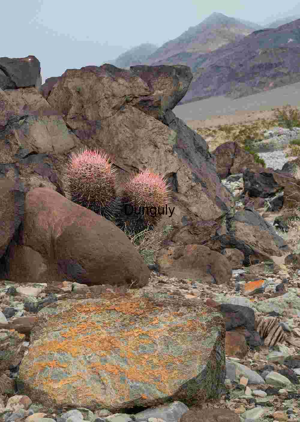 Volcanic Rock Landscape with Resilient Barrel Cactus Growth