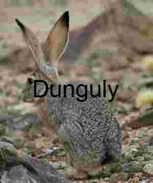 Desert Sentinel: Jackrabbit in Rocky Terrain