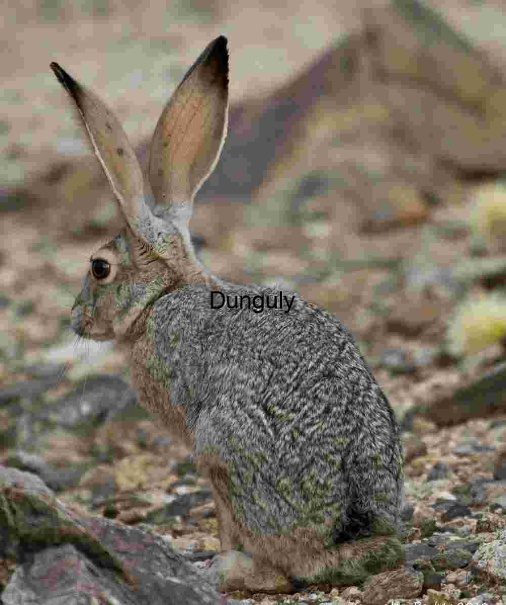 Desert Sentinel: Jackrabbit in Rocky Terrain