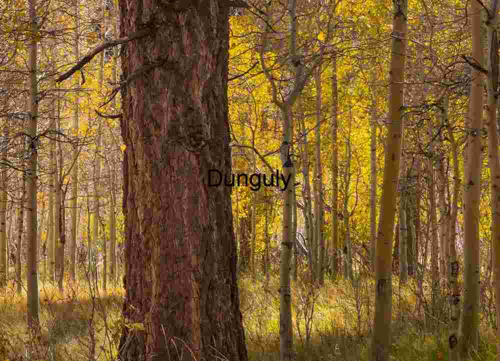 Woodland & Wilderness Scenery