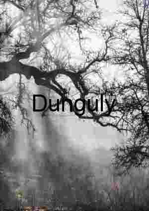 Misty Forest Silhouettes with Sunlit Branches