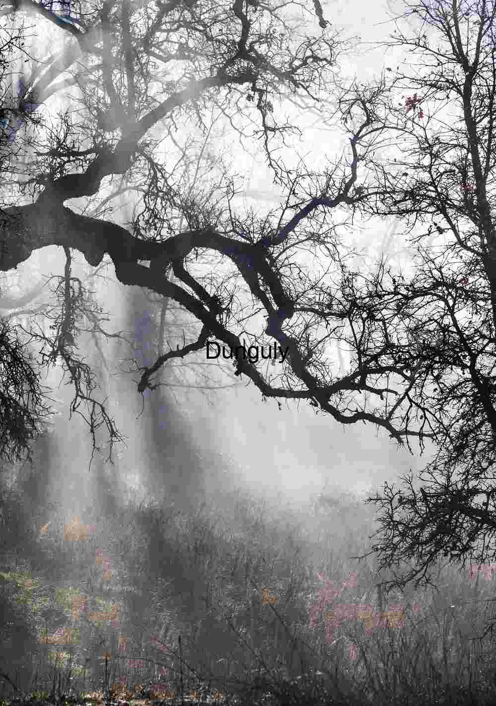 Misty Forest Silhouettes with Sunlit Branches