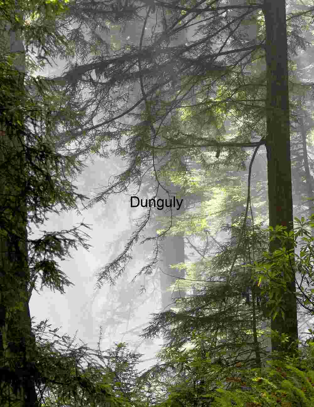 Misty Forest Photography – Atmospheric Nature, Wilderness Landscapes & Editorial Stock Imagery