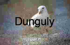 Seagull Amid Swarming Insects by Waterside in Motion Blur