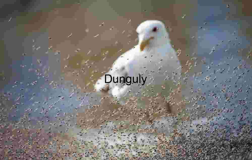 Seagull Amid Swarming Insects by Waterside in Motion Blur