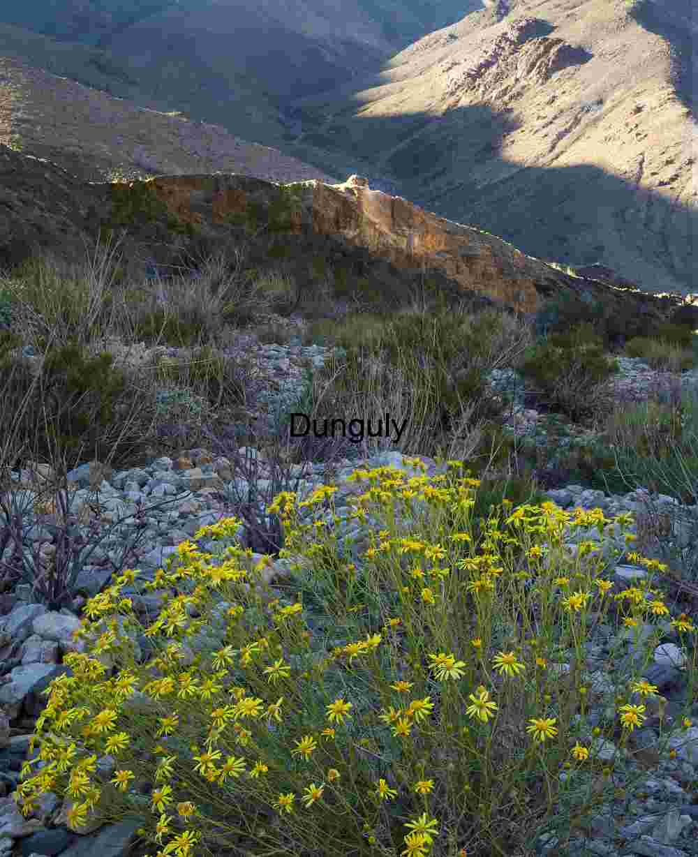 Bloom Against the Barren: Yellow Wildflowers in Desert Silence