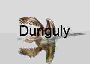 Pelican Skimming Water Surface with Wings Extended and Reflection