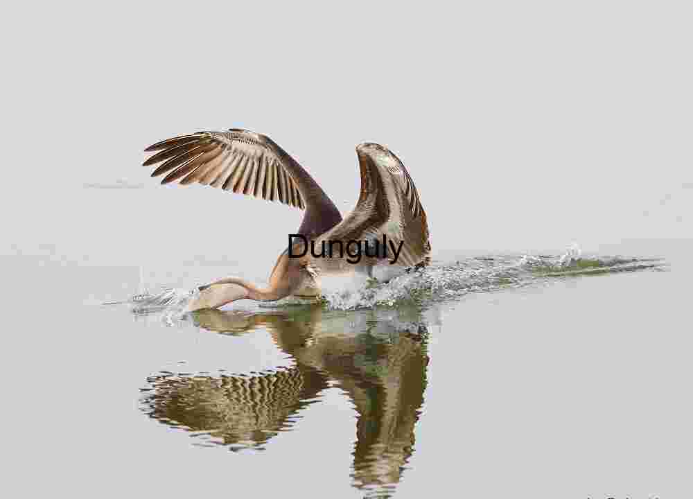 Pelican Skimming Water Surface with Wings Extended and Reflection