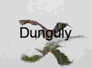 Wild Pelican Flight Over Water Surface with Splash and Reflection