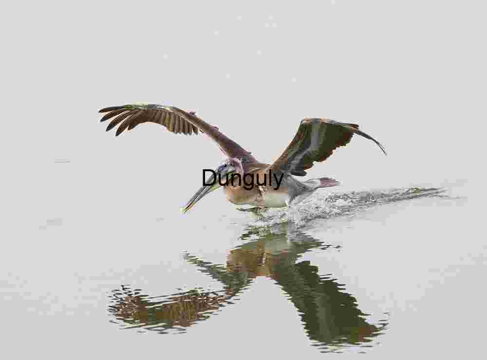 Wild Pelican Flight Over Water Surface with Splash and Reflection