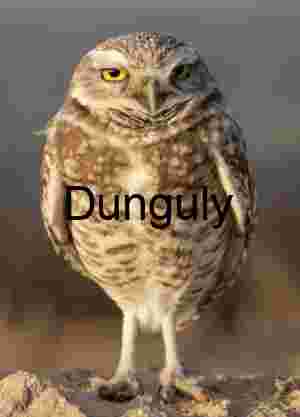 Burrowing Owl Standing on Sandy Ground