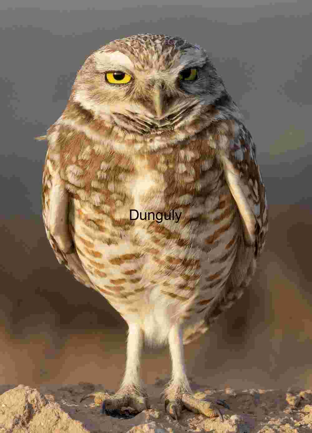 Burrowing Owl Standing on Sandy Ground