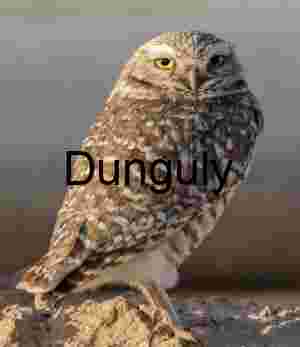 Wild Burrowing Owl with Yellow Eyes in Natural Habitat