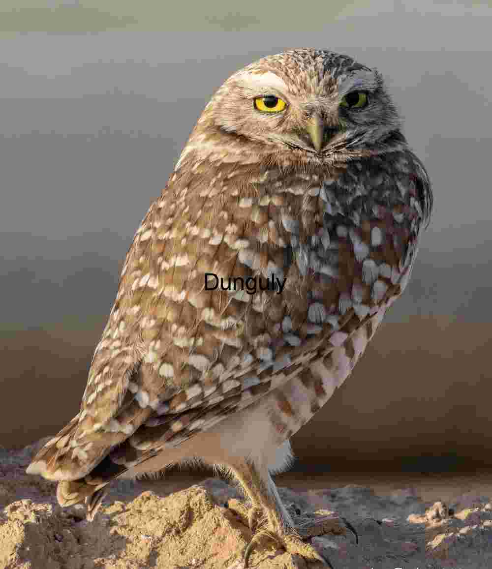 Wild Burrowing Owl with Yellow Eyes in Natural Habitat