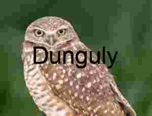 Burrowing Owl Staring Directly at Camera in Desert Environment