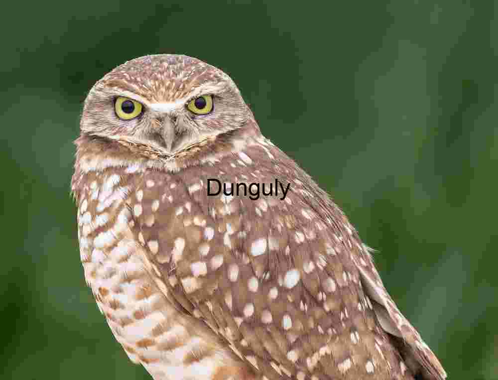 Burrowing Owl Staring Directly at Camera in Desert Environment
