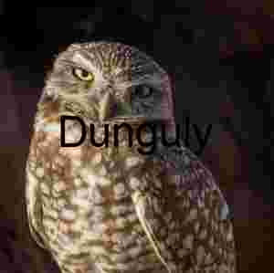 Ground‑Dwelling Owl with Distinctive Plumage and Long Legs
