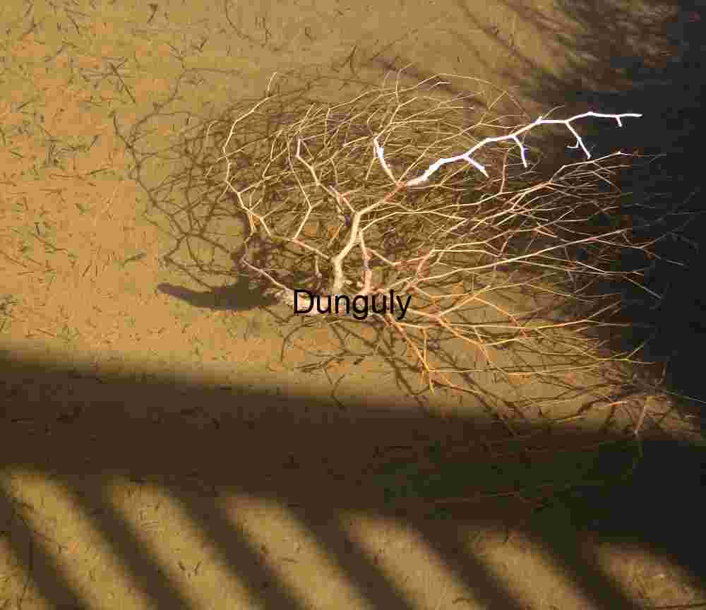 Entangled Stillness: Tumbleweed Beneath the Surface