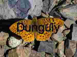 Ciphered Wings: Butterfly Resting on Stone Mosaic