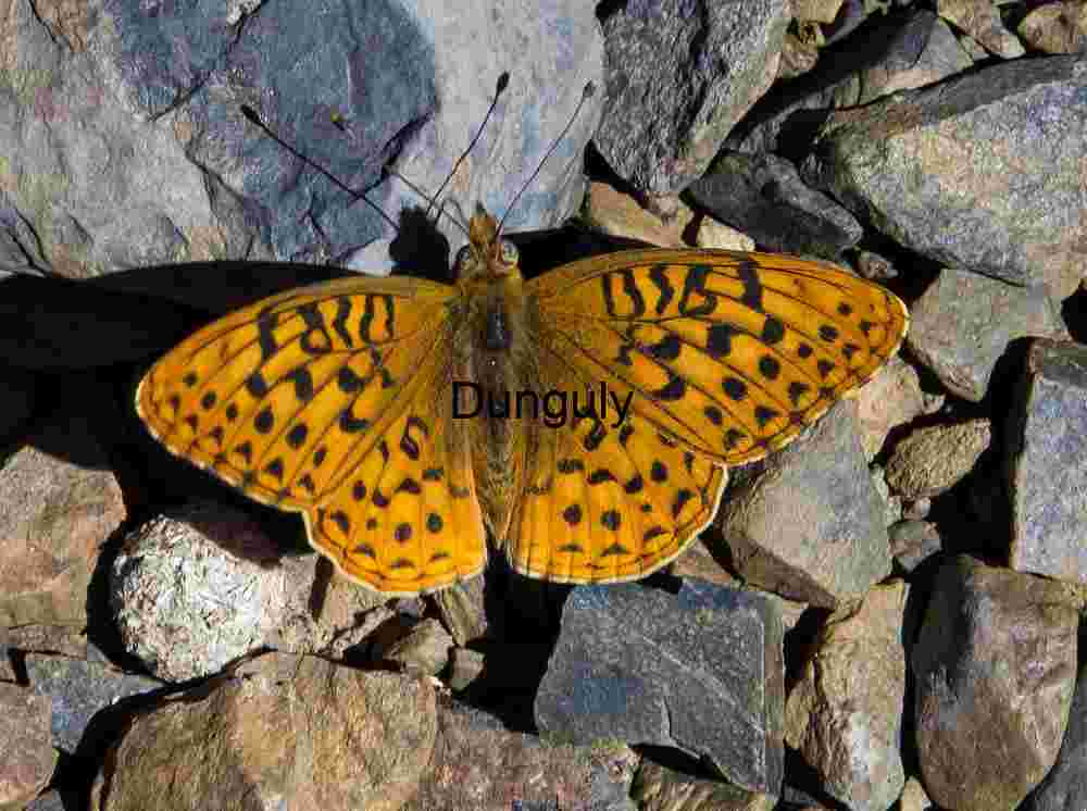 Ciphered Wings: Butterfly Resting on Stone Mosaic