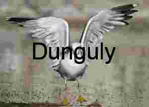 Poised for Flight: Seagull in Winged Suspension