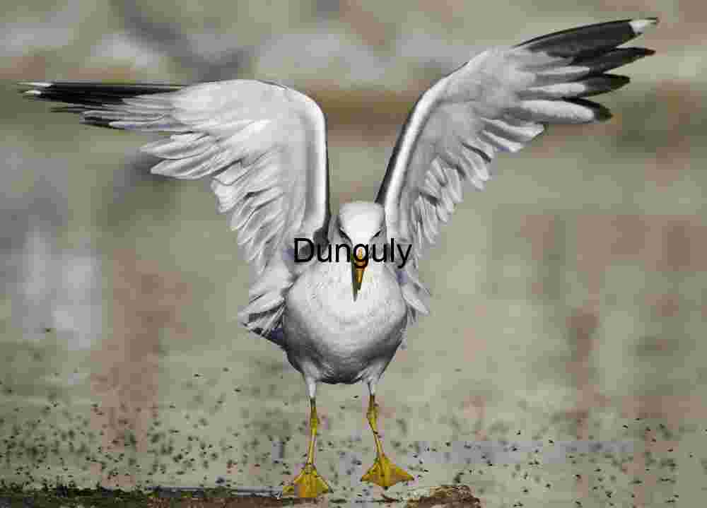 Poised for Flight: Seagull in Winged Suspension
