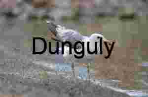 Seagull Shaking Off Particles by Waterside in Mid-Motion
